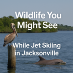 Wildlife You Might See While Jet Skiing in Jacksonville